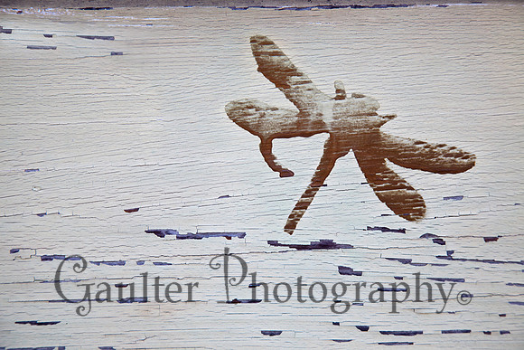 Dragonfly