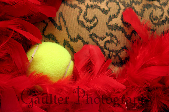 IMG_6023 tennis cheeta